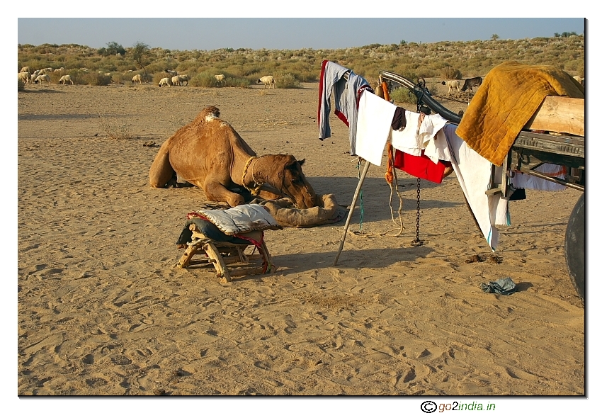 Breakfast for the camel