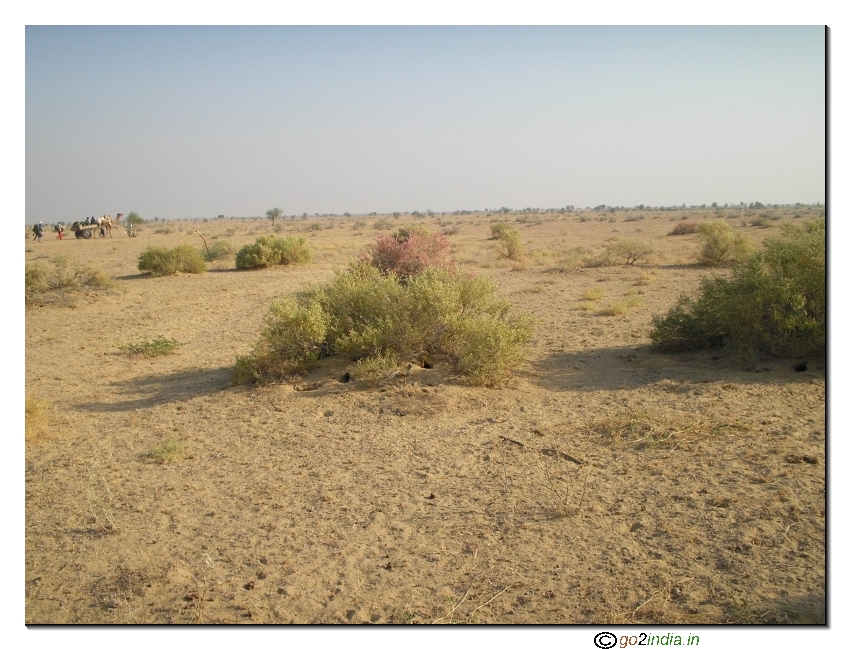Desert bushes all around 