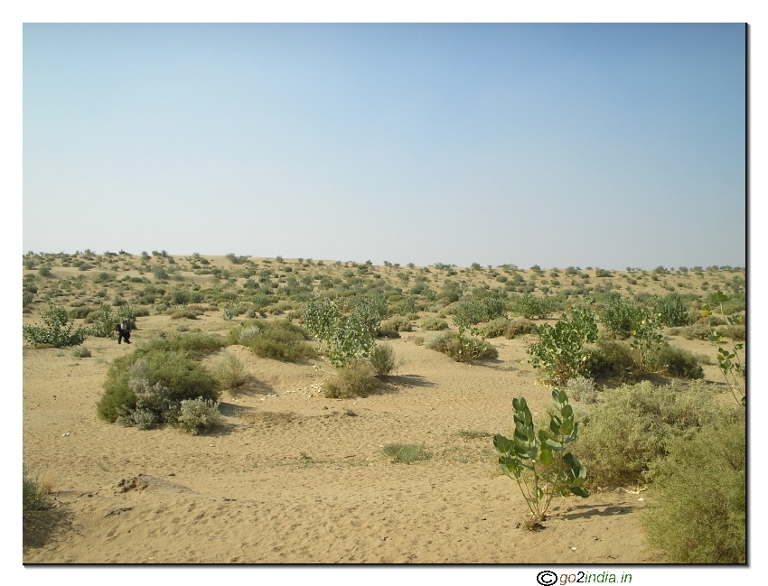 Sand on bushes in desert 