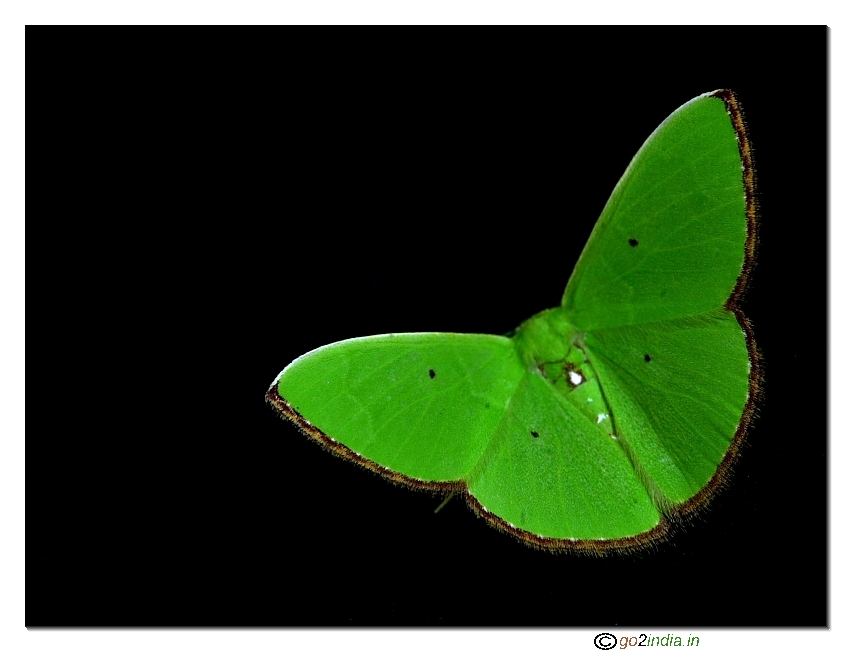 Macro green small butterfly uncompletely opened wings