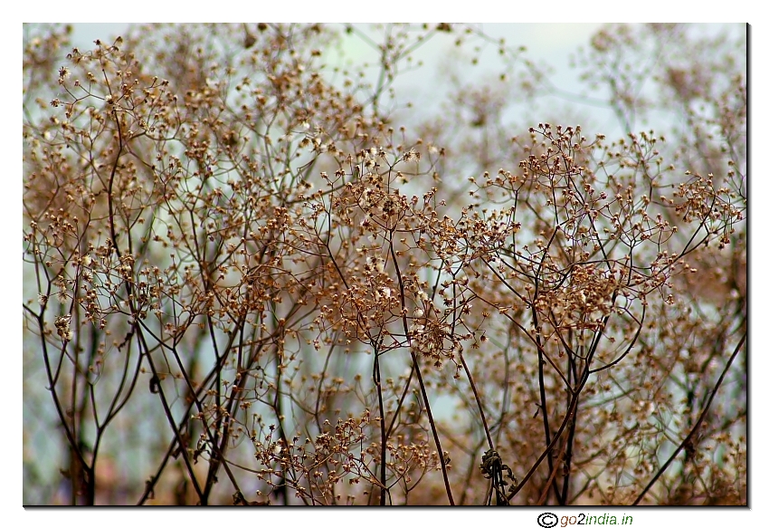 Abstract small twigs of plants with back light