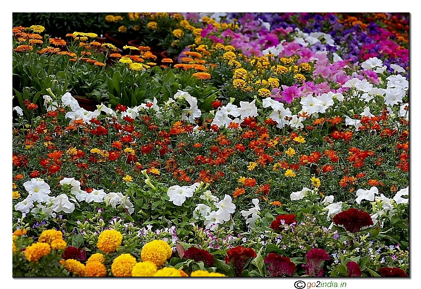Colorful flowers
