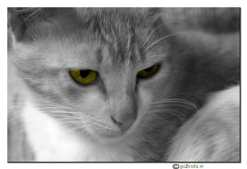 Indian orange coloured cat desaturated, photo from Tamron 70-300