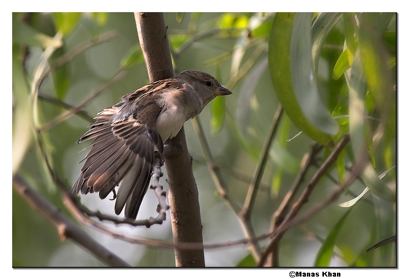 Wing Display - House Sparrow