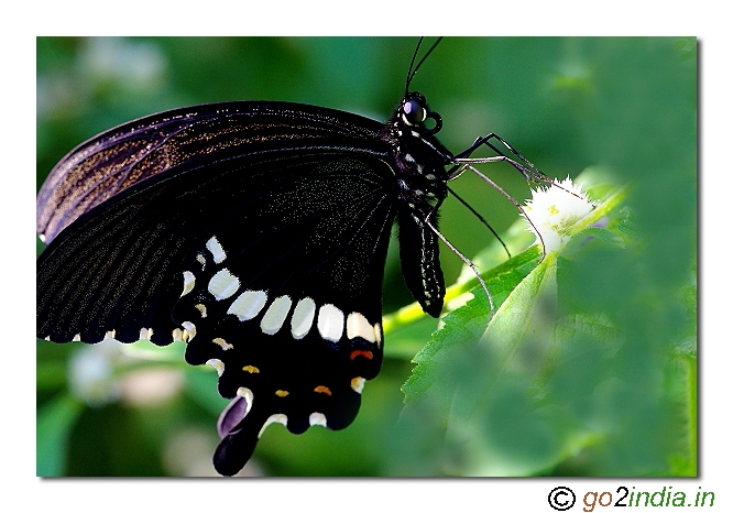 Mormo Butterfly from south India