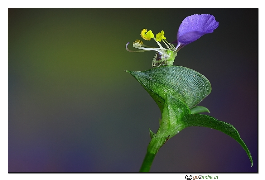 Wild flower stack of 3 images from Sigma macro lens on 30D