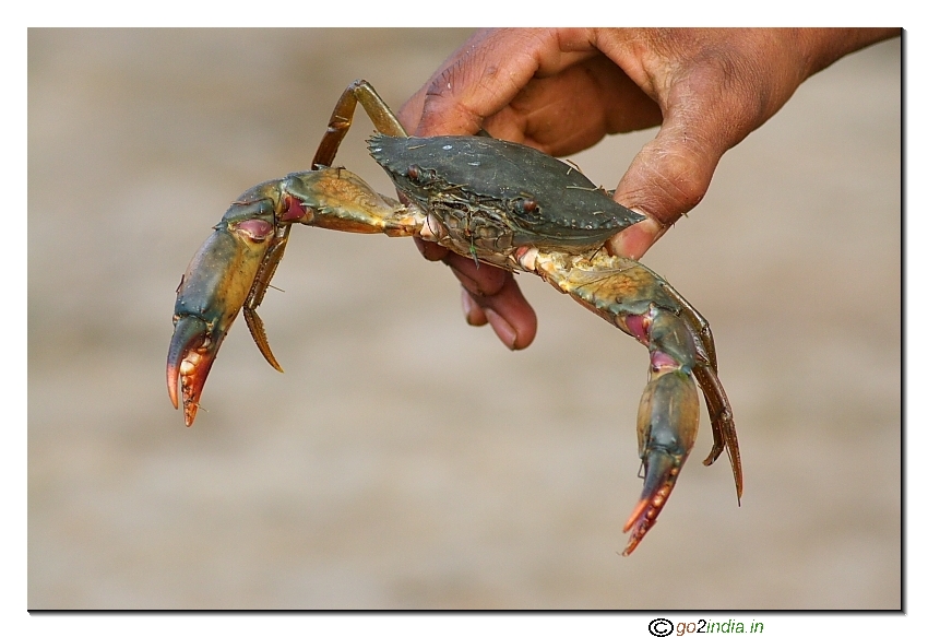 Variety crab at Chilika lake at Satapada