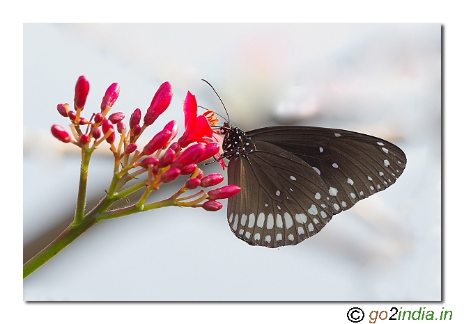 common crow Butterfly South India Sigma 150mm Canon 30D