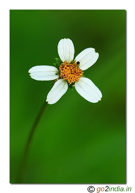 Macro flower