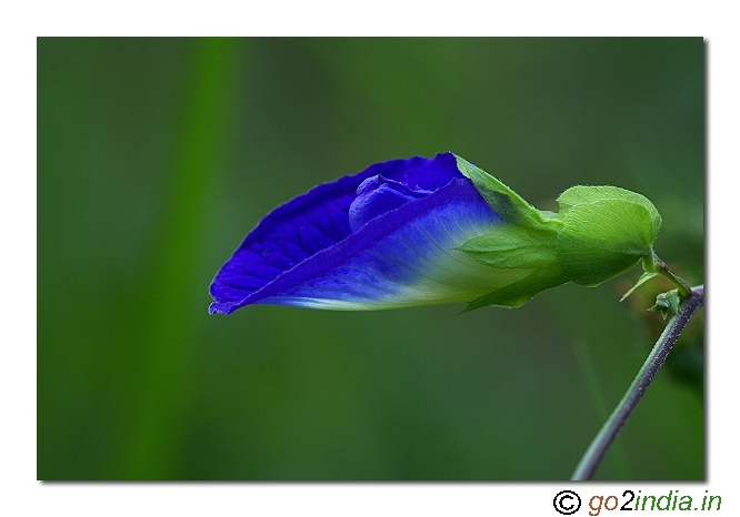 Macro flower