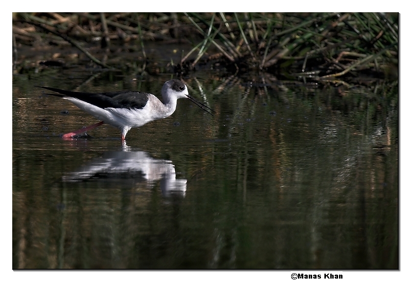 Black-winged Stilt 01