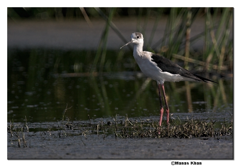 blackwinged stilt 02