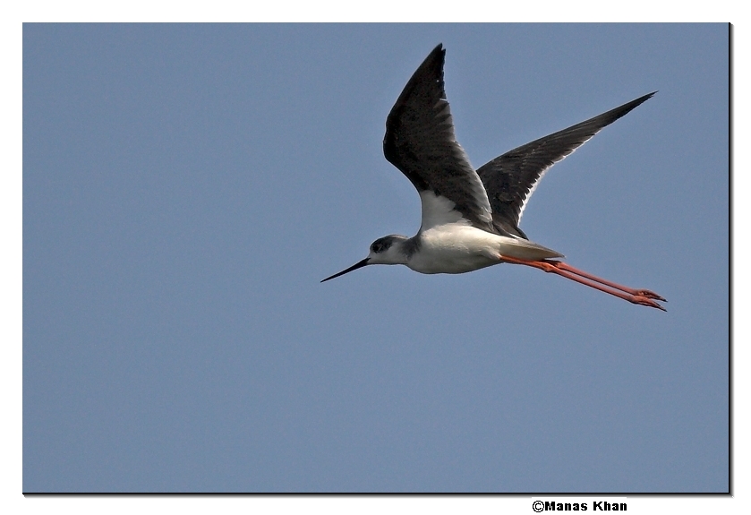 blackwinged stilt 03