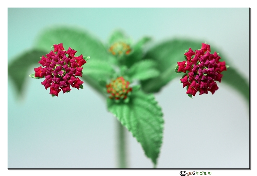 Focus stacking using Combine ZM software