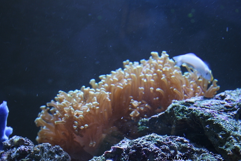 Singapore airport aquarium in it's lounge