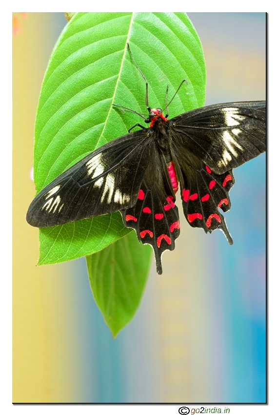 Crimson rose butterfly with yellow and blue background