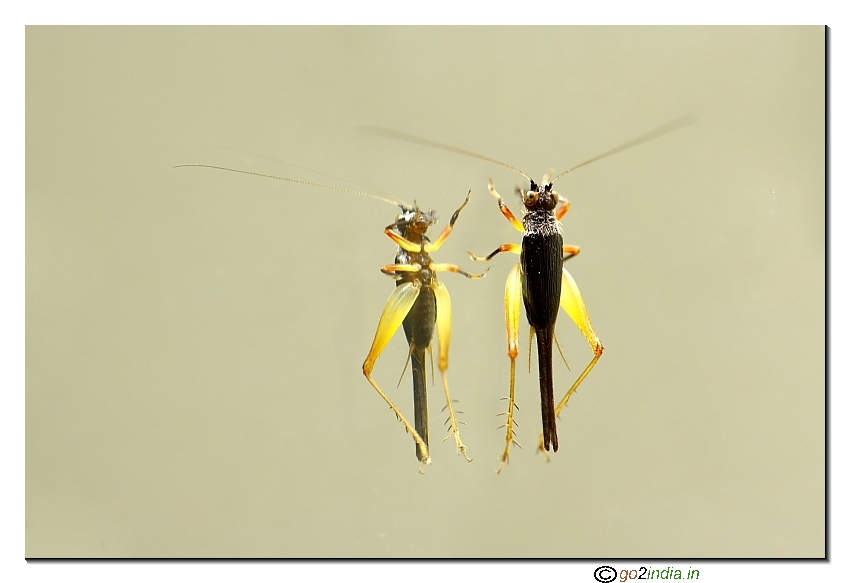 Mirror image of an insect macro shooting 150mm Sigma lens Camera 350D