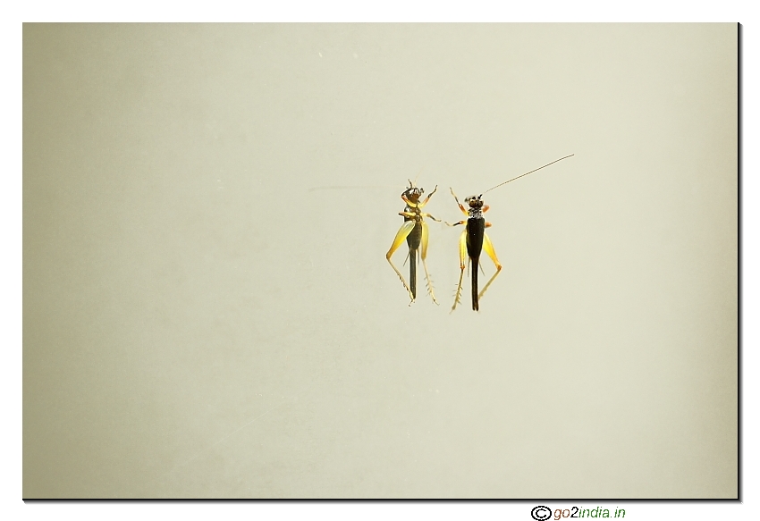Minimalism subject image insect sitting on a mirror macro shot