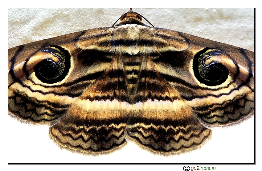 Moth close up from Sigma 150mm macro lens performance on 350D Canon