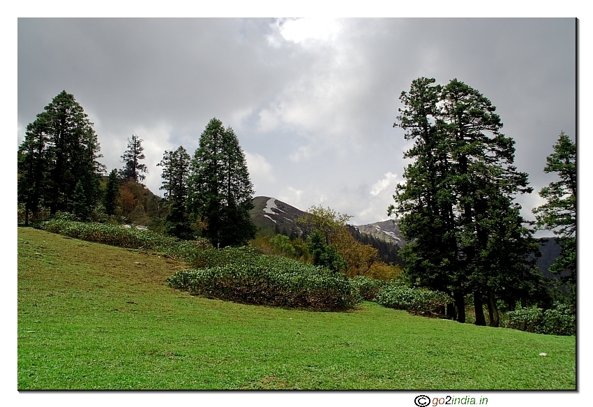 Green grass and snow mountains