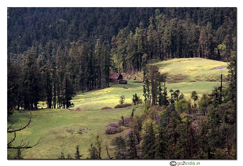 bit close up of the Meadow