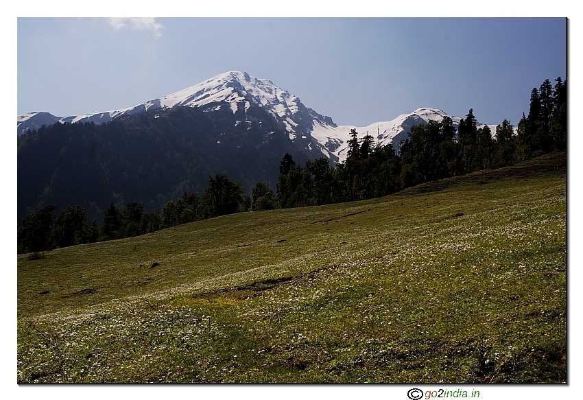 Flowers in slops of Himalaya