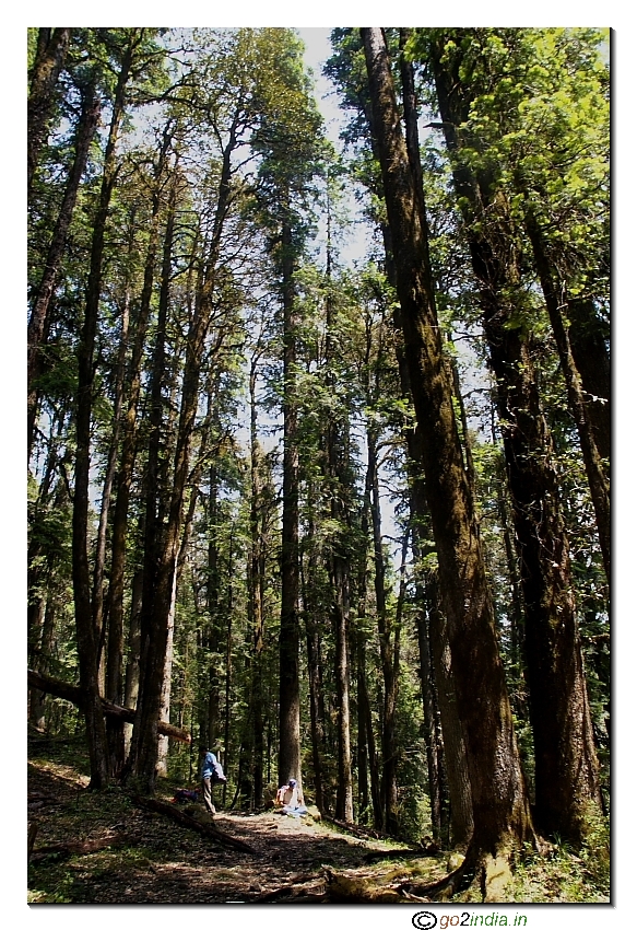 Tall trees on the return trek