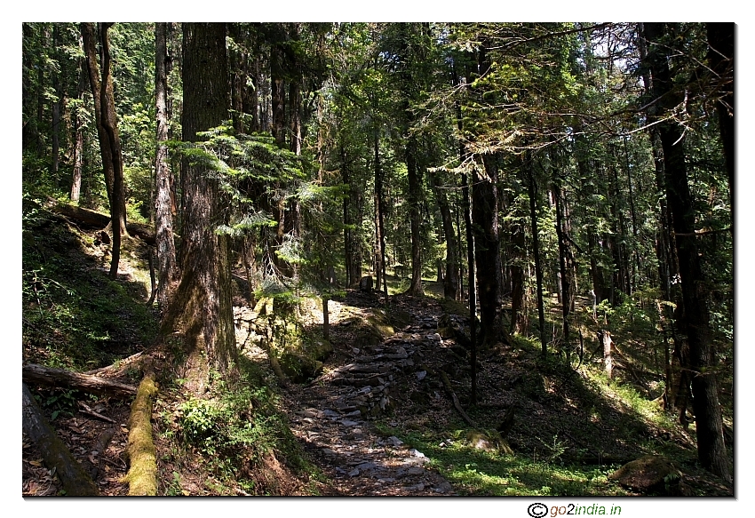 Jungle path in trekking