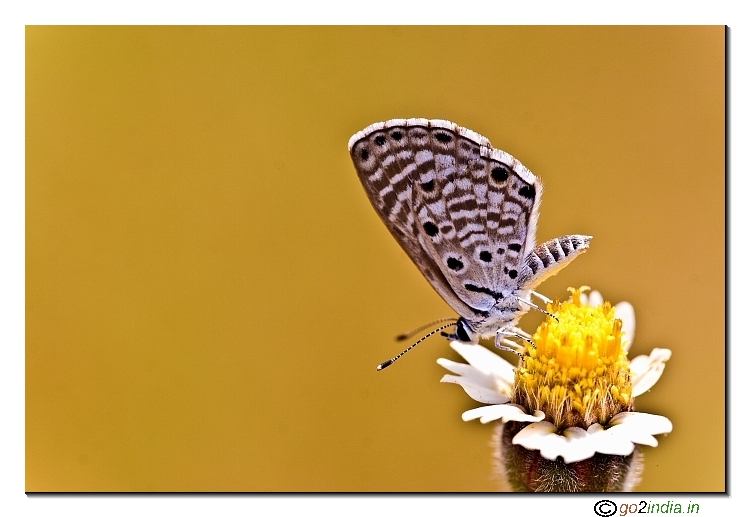Small butterfly on a flower with yellow background