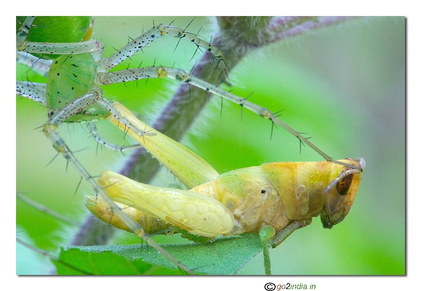 Lynx spider