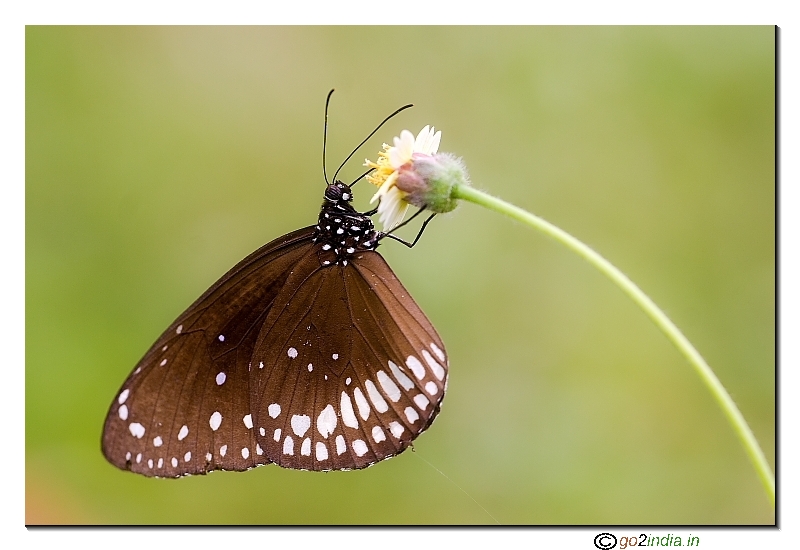 Common crow butterfly hanging on the flower to drink nectar