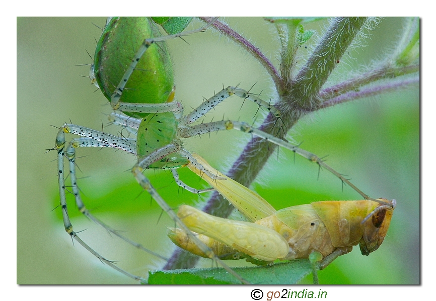 Lynx spider