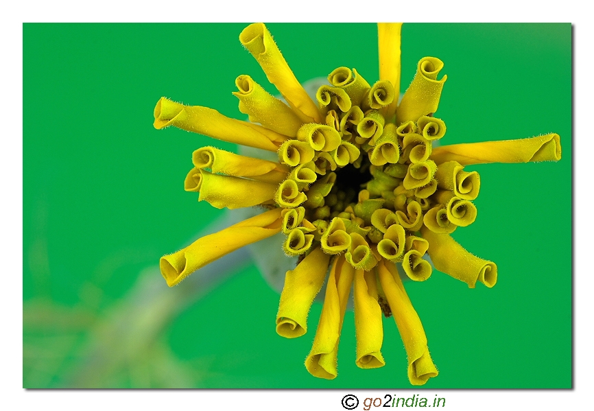Marigold