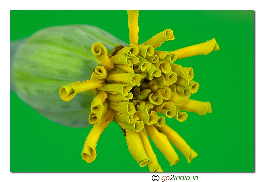Marigold