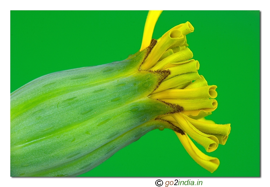 Marigold