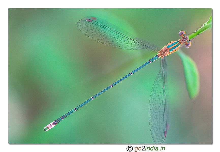 Damselflies