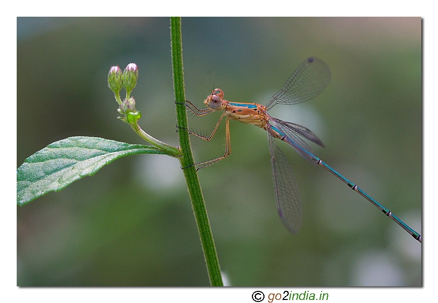 Damselflies