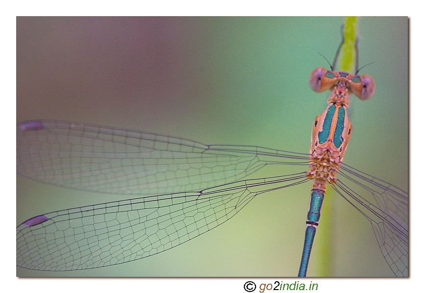 Damselflies