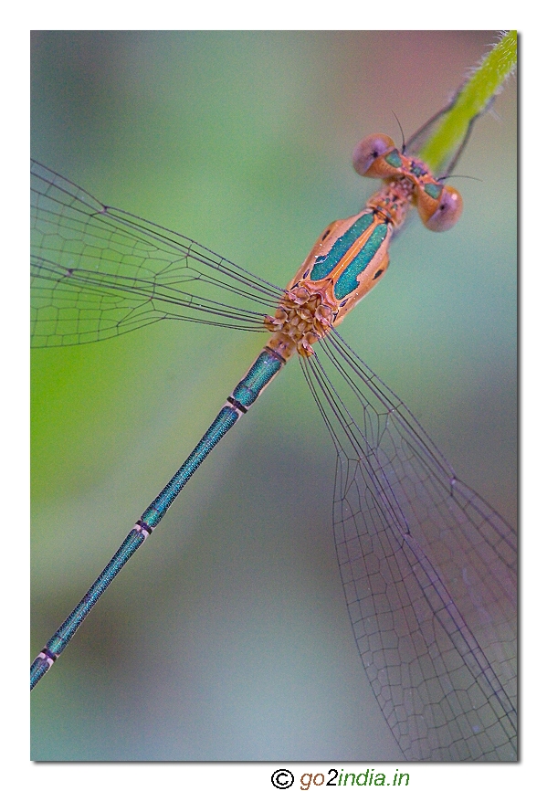 Damselflies