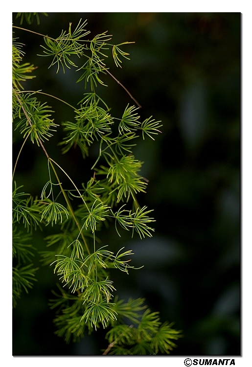 Kew garden