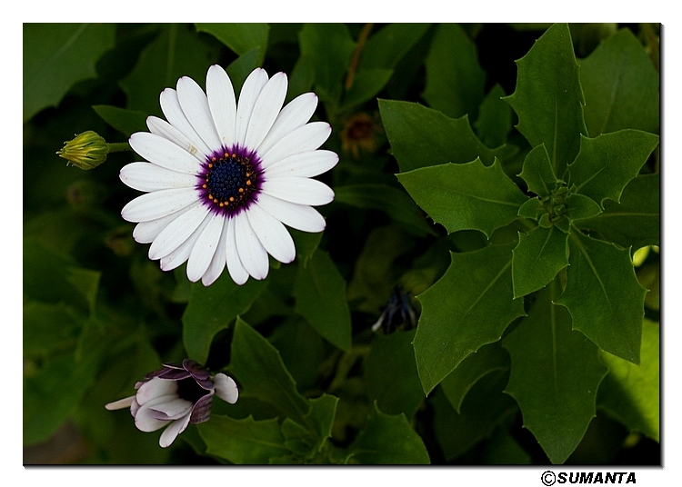 Kew garden