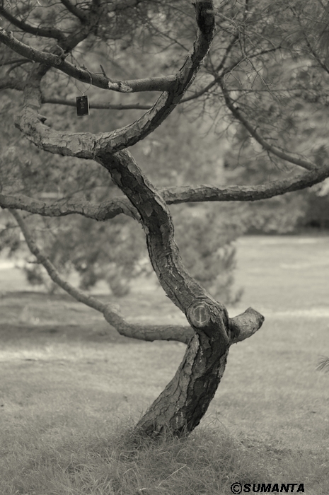 Kew garden