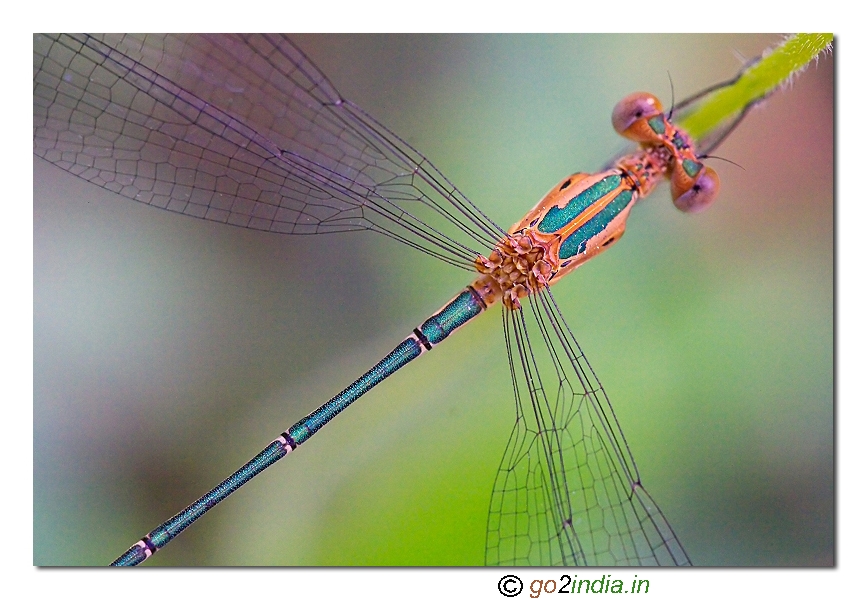 Damselflies