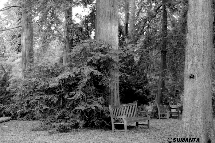 Kew garden
