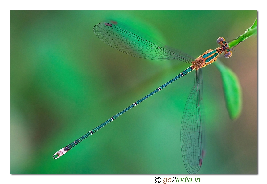 Damselflies