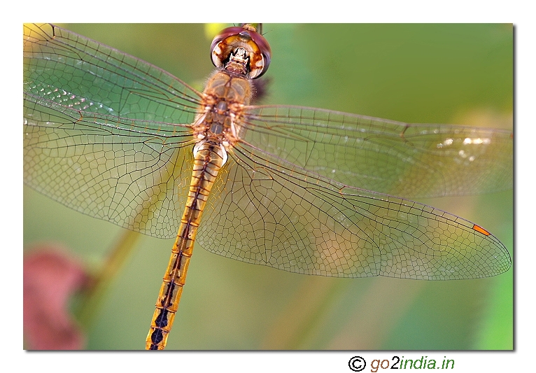 Dragonfly wings