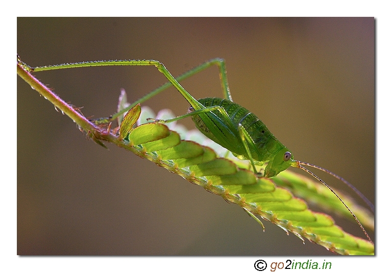 immature bush cricket