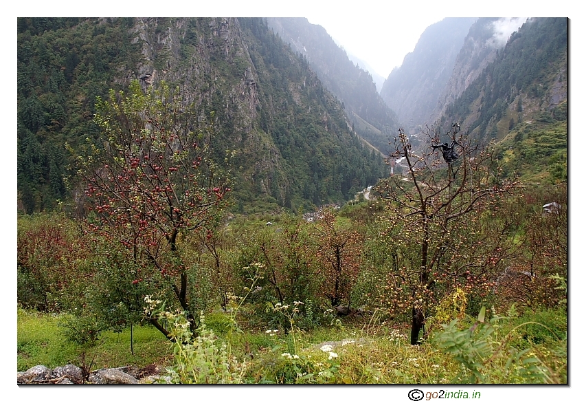 Apple trees on the way to Gangotri temple from Uttarkashi