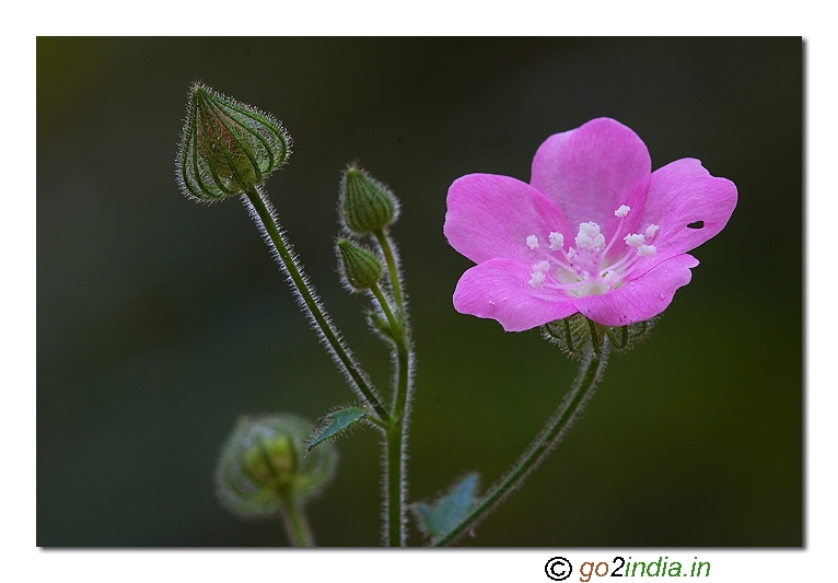 Wild flower
