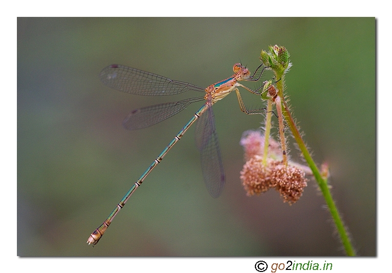 Damselfly